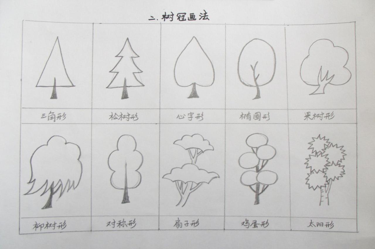 第二步,树冠的画法