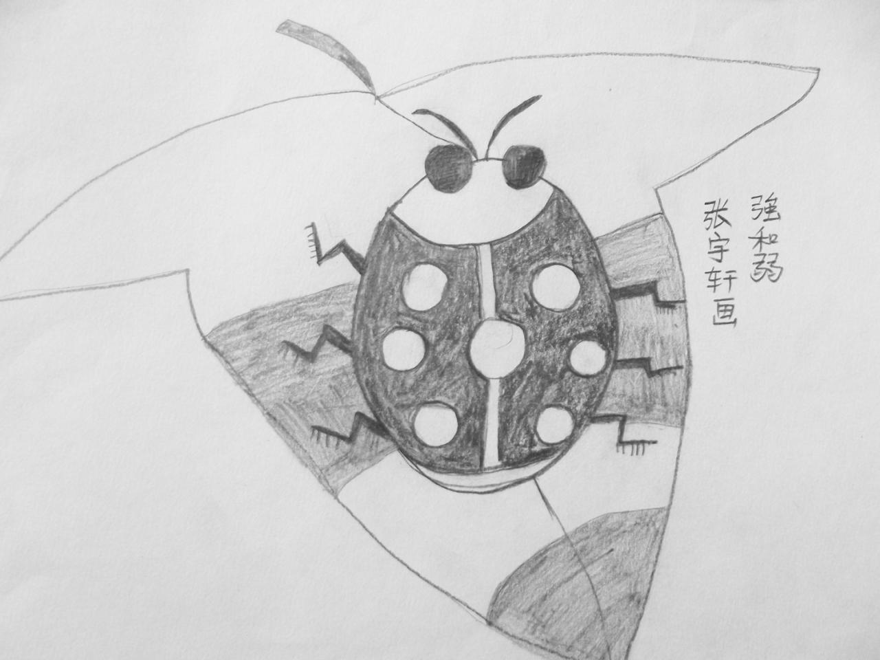 七星瓢虫 素描 张宇轩画