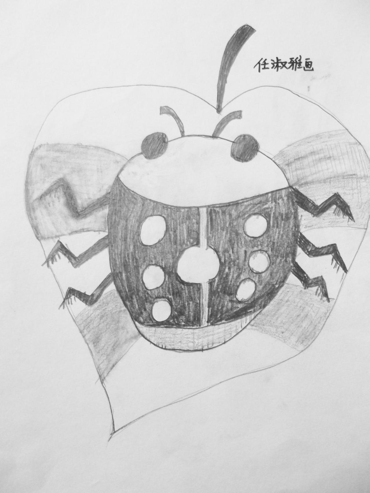 七星瓢虫 素描 任淑雅画
