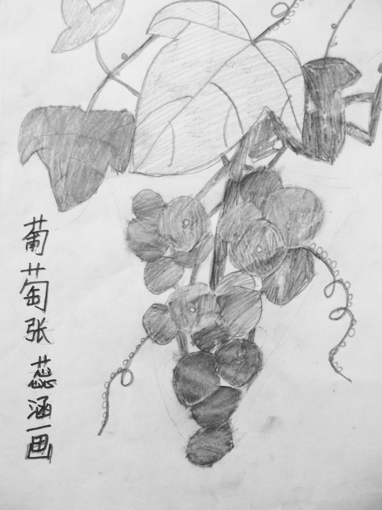 葡萄 素描 张蕊涵画