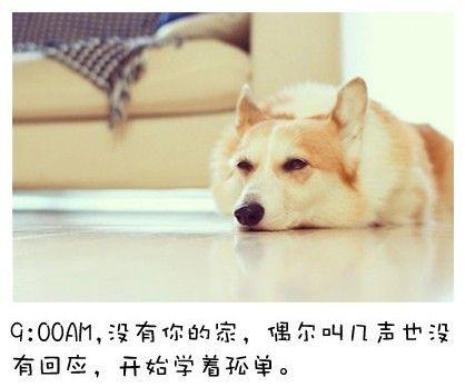 狗狗的内心独白连环画2