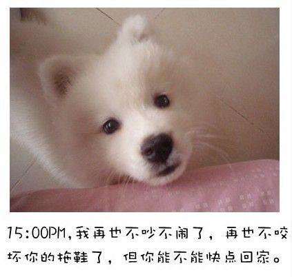 狗狗的内心独白连环画7