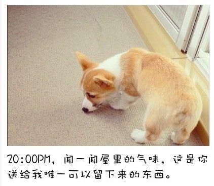 狗狗的内心独白连环画12