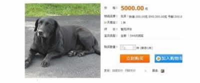 网上卖德国血统宠物狗的网页截图