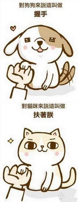 猫咪和狗狗心目中的主人