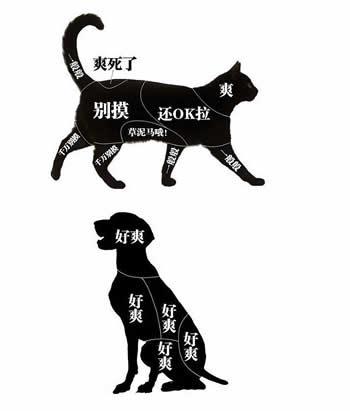 猫咪的哪些部位碰不得图解