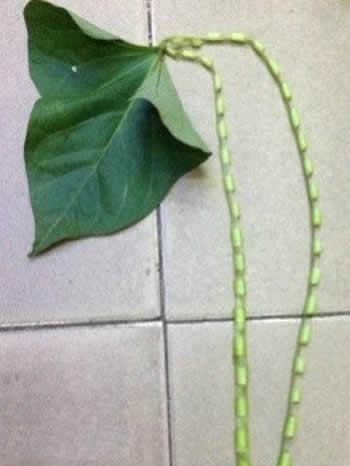 自己做得绿色耳环和项链