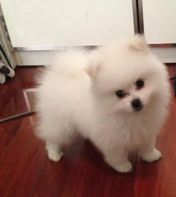 弄坏数据线，然后卖萌的小狗狗