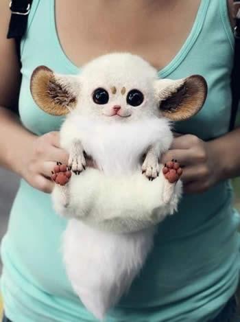 从来没有见过的很萌很可爱的宠物照片