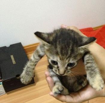 小猫咪求收养，猫咪照片02