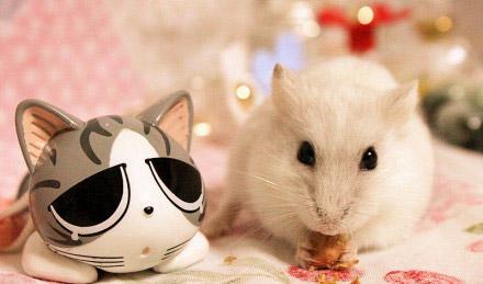 仓鼠和泪小奇在一起