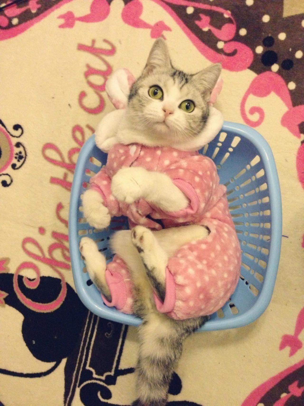 穿着粉色棉衣的猫咪躺在蓝色框子里