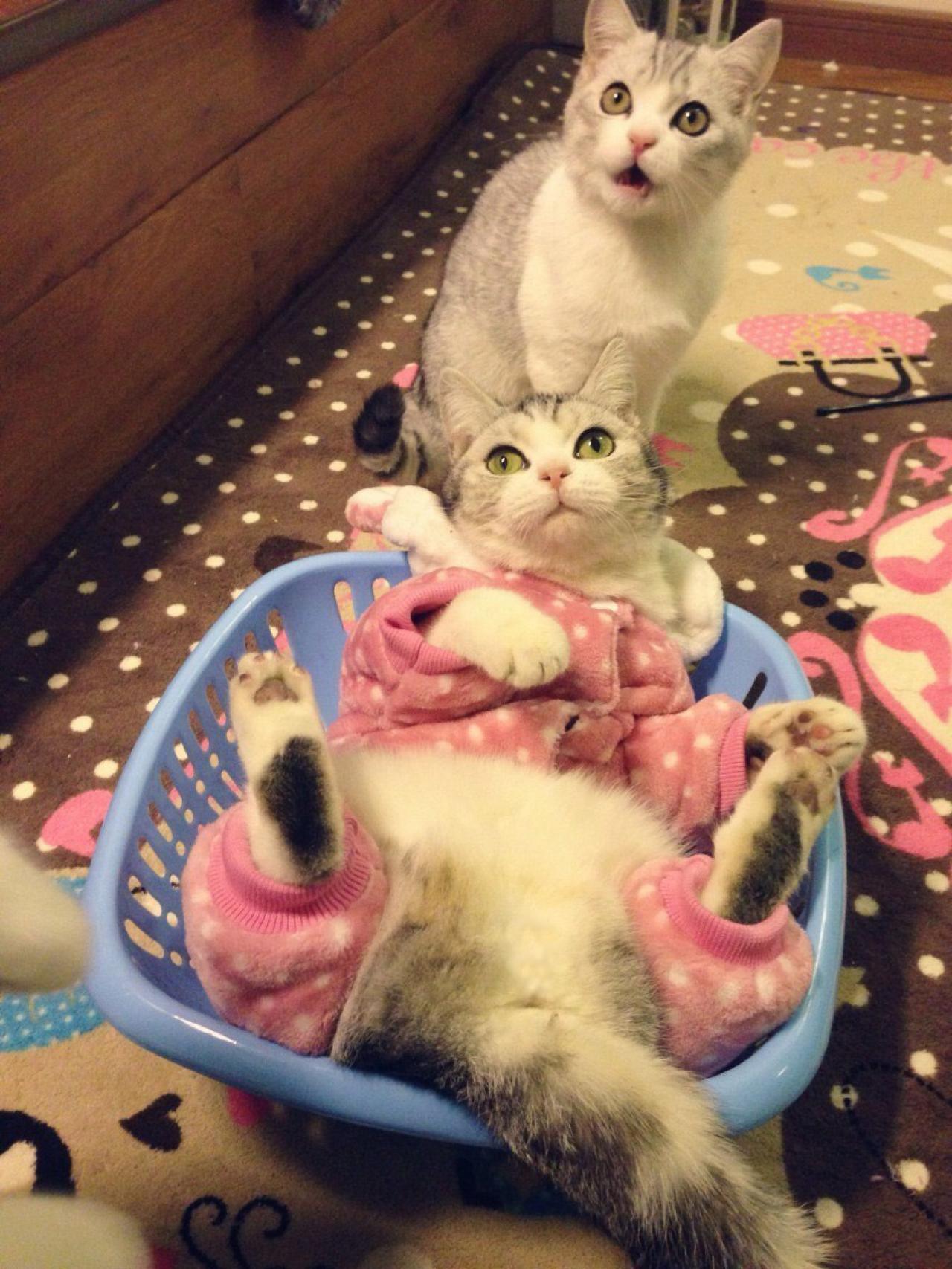 穿着粉色棉衣的猫咪四脚朝天地躺在蓝色框子里，另一只小猫蹲坐在一旁惊讶地叫。