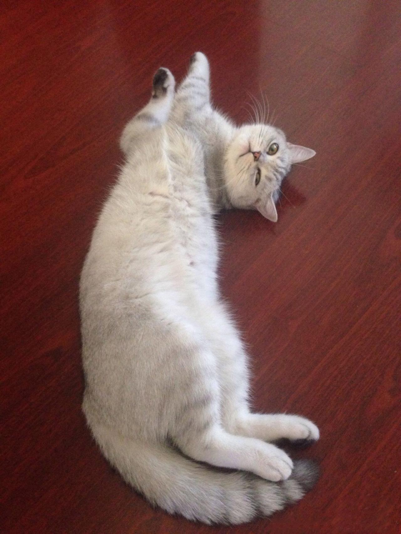 白色猫咪侧身躺在地上，爪子伸直扮成一条锦鲤