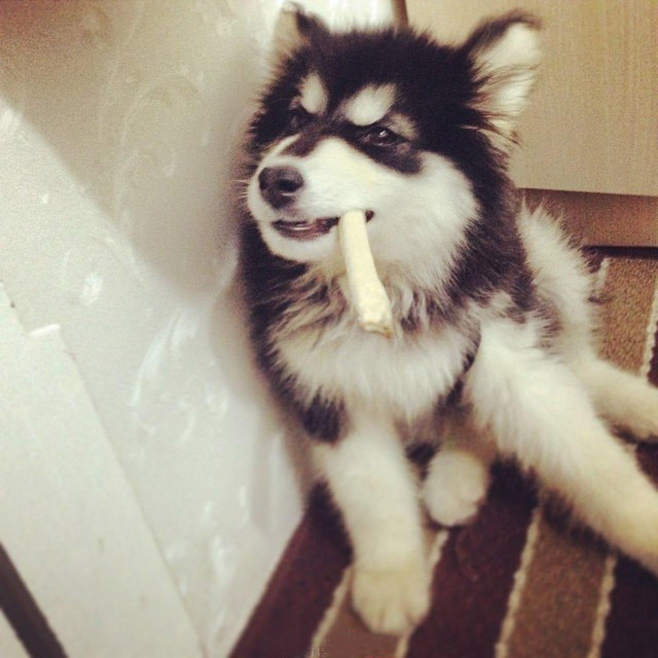 阿拉斯加雪橇犬叼着棒子的头像