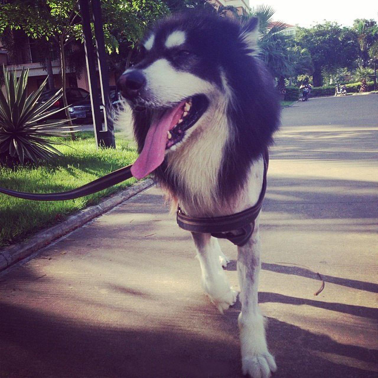 阿拉斯加雪橇犬伸长舌头和主人一起逛街的头像