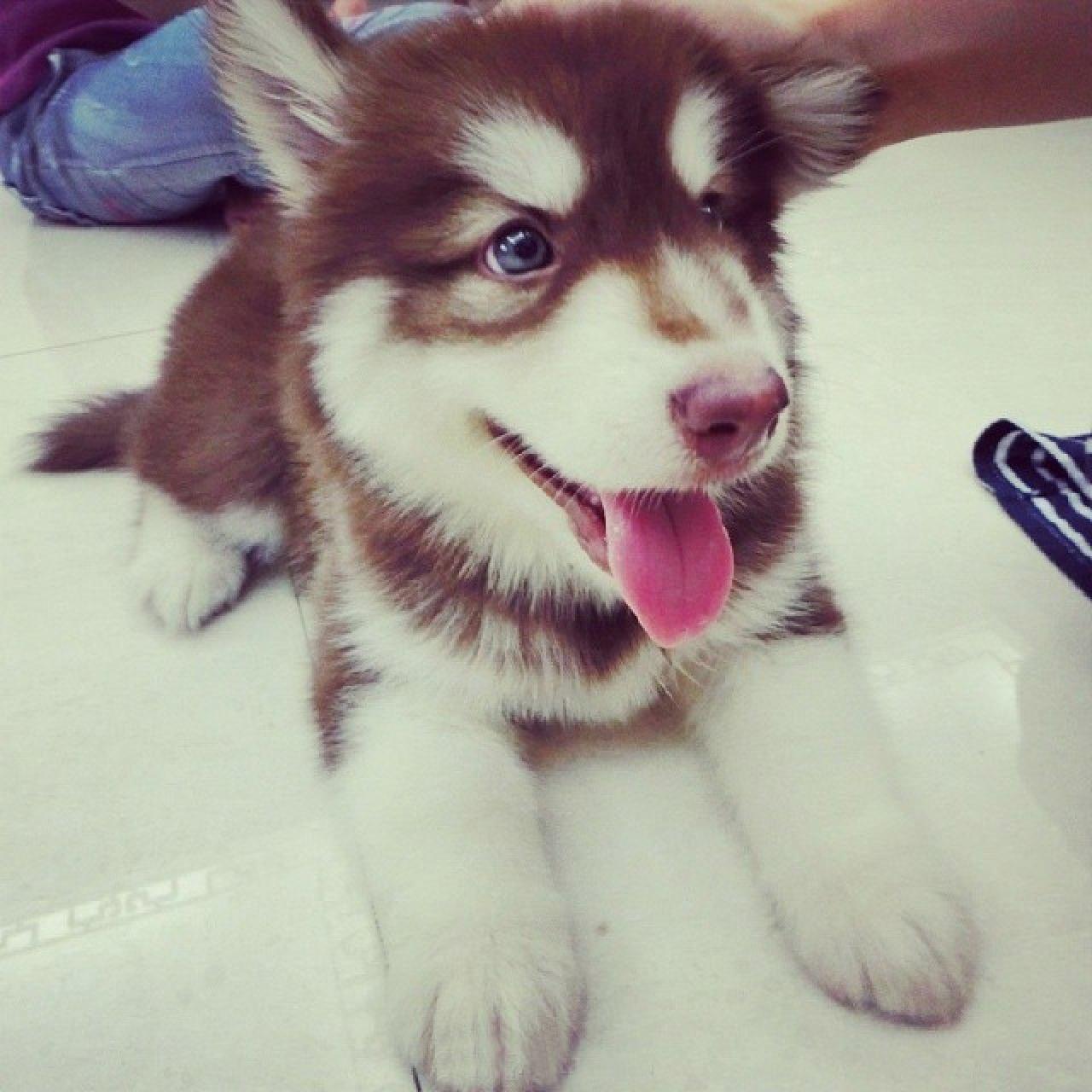 阿拉斯加雪橇犬扒在地上，伸长舌头的头像