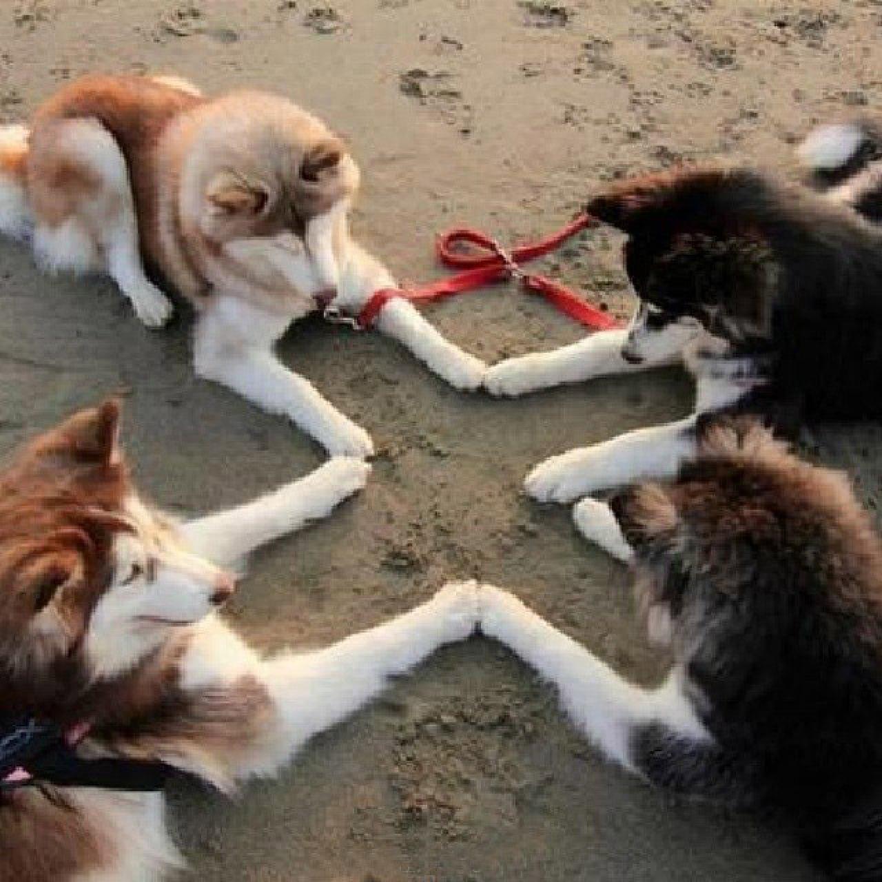 四只阿拉斯加雪橇犬前爪围在一起，呈十字形的头像