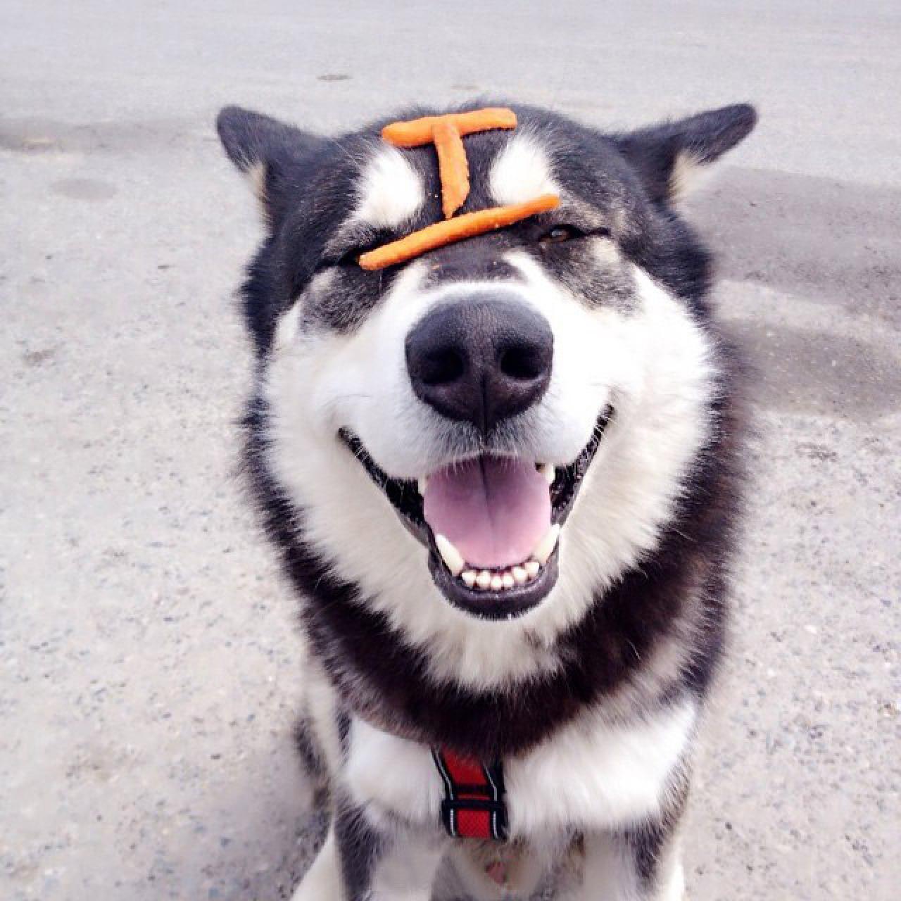 阿拉斯加雪橇犬头上有一个饼干拼成的工字头像