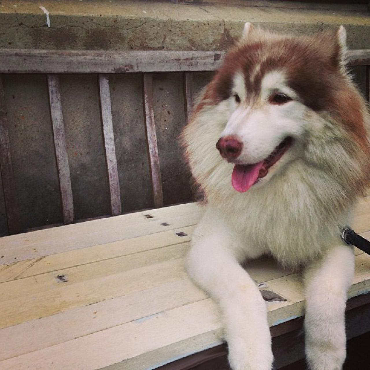 棕色阿拉斯加雪橇犬坐在长椅上