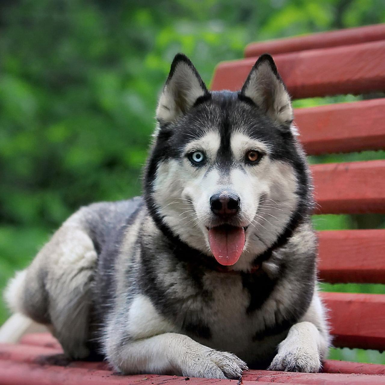两只眼睛不同颜色的灰色阿拉斯加雪橇犬坐在长椅上