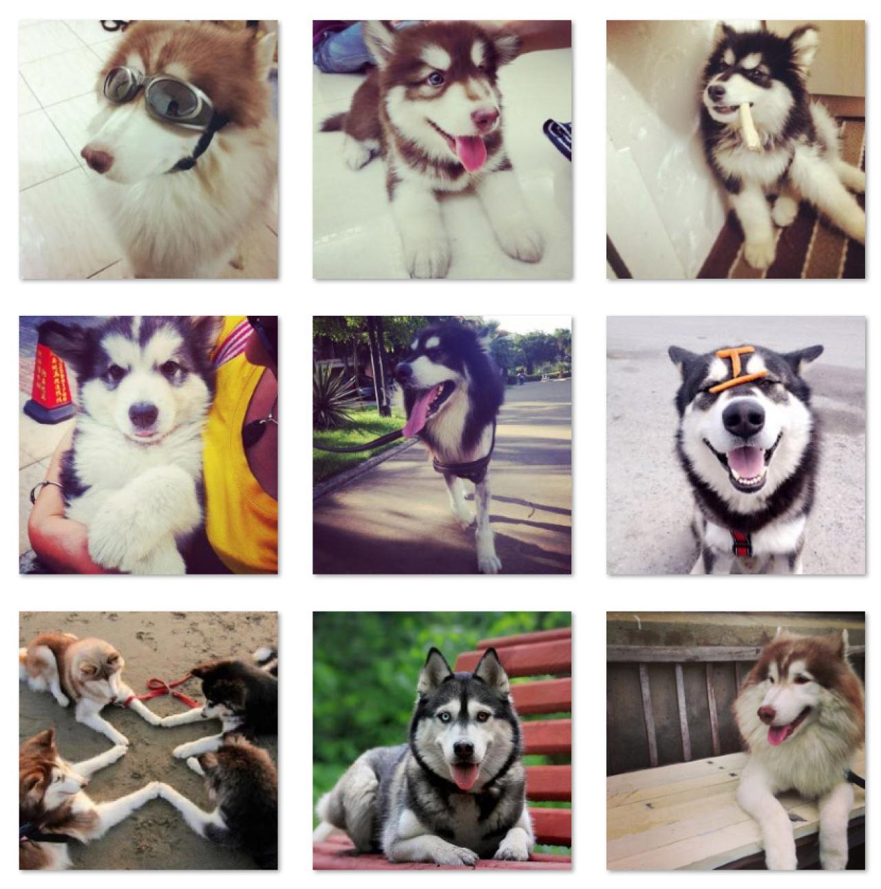 帅气可爱的阿拉斯加雪橇犬头像 预览图