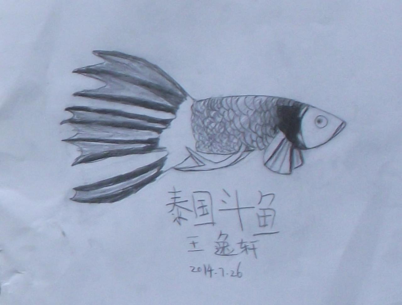 泰国斗鱼 王逸轩画