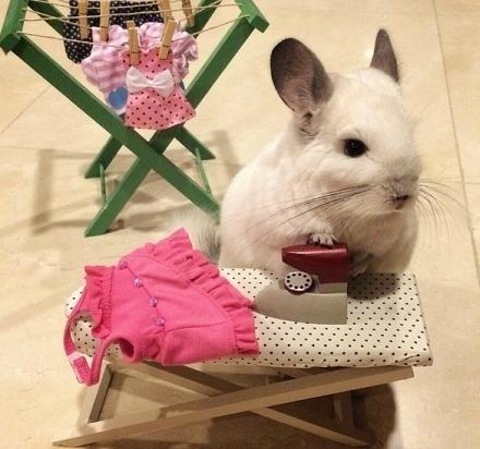 龙猫布布正在熨上衣