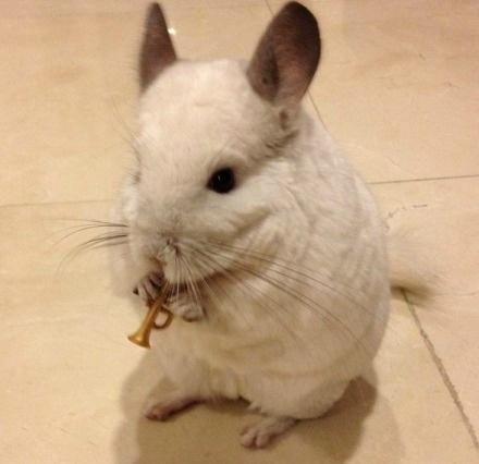 龙猫布布正在吹小号