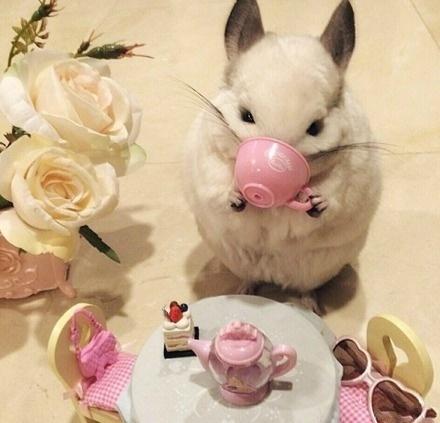 龙猫布布正在优雅地喝咖啡