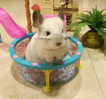 龙猫布布正坐在小型游泳池里开心的游泳