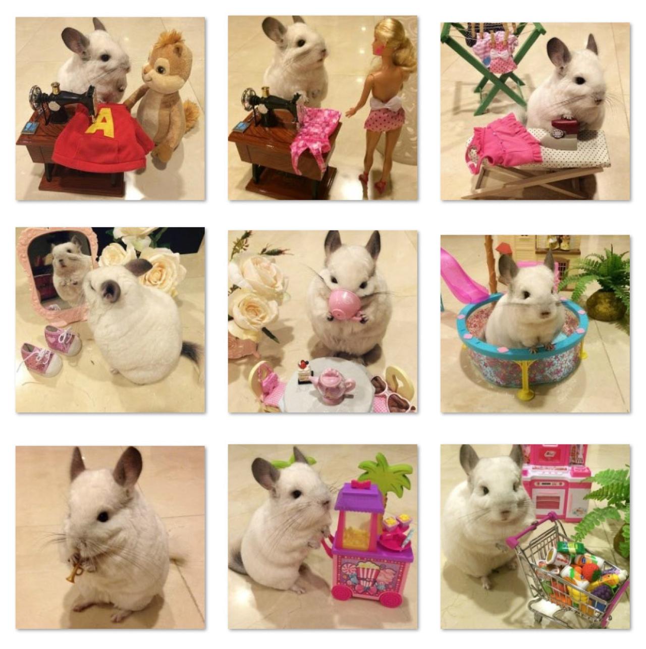 龙猫布布的生活卖萌头像 预览图