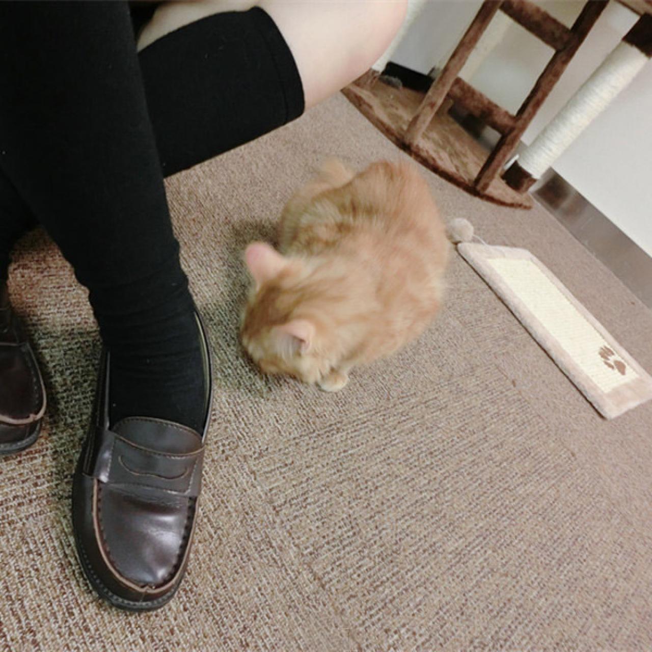 小猫咪想把头藏在地毯里，后面是猫垫