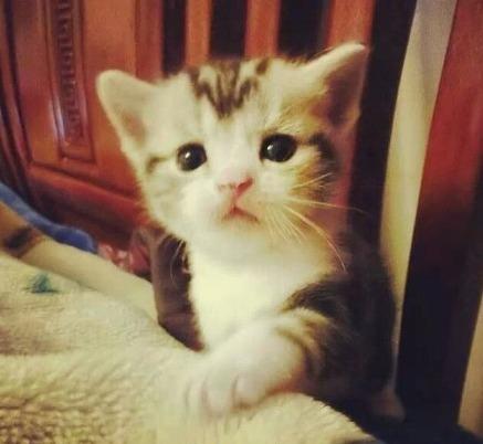 猫咪宝宝抓着毛毯，谨慎的看着镜头