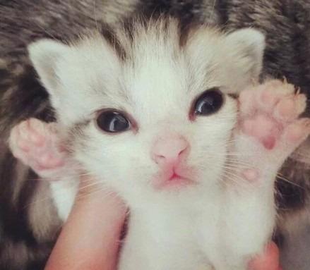 猫咪宝宝抬起两只粉色肉垫爪爪，给大家问好