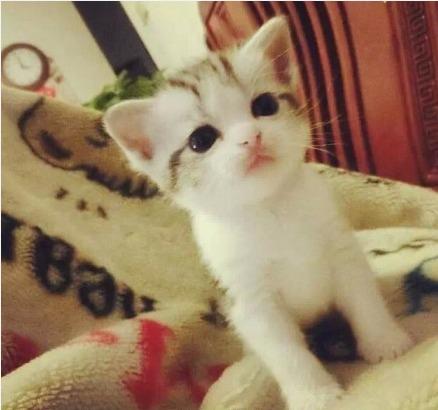 小猫咪扒在毛毯上