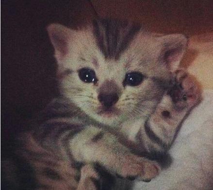 猫咪躺在床上枕着胳臂的睡姿