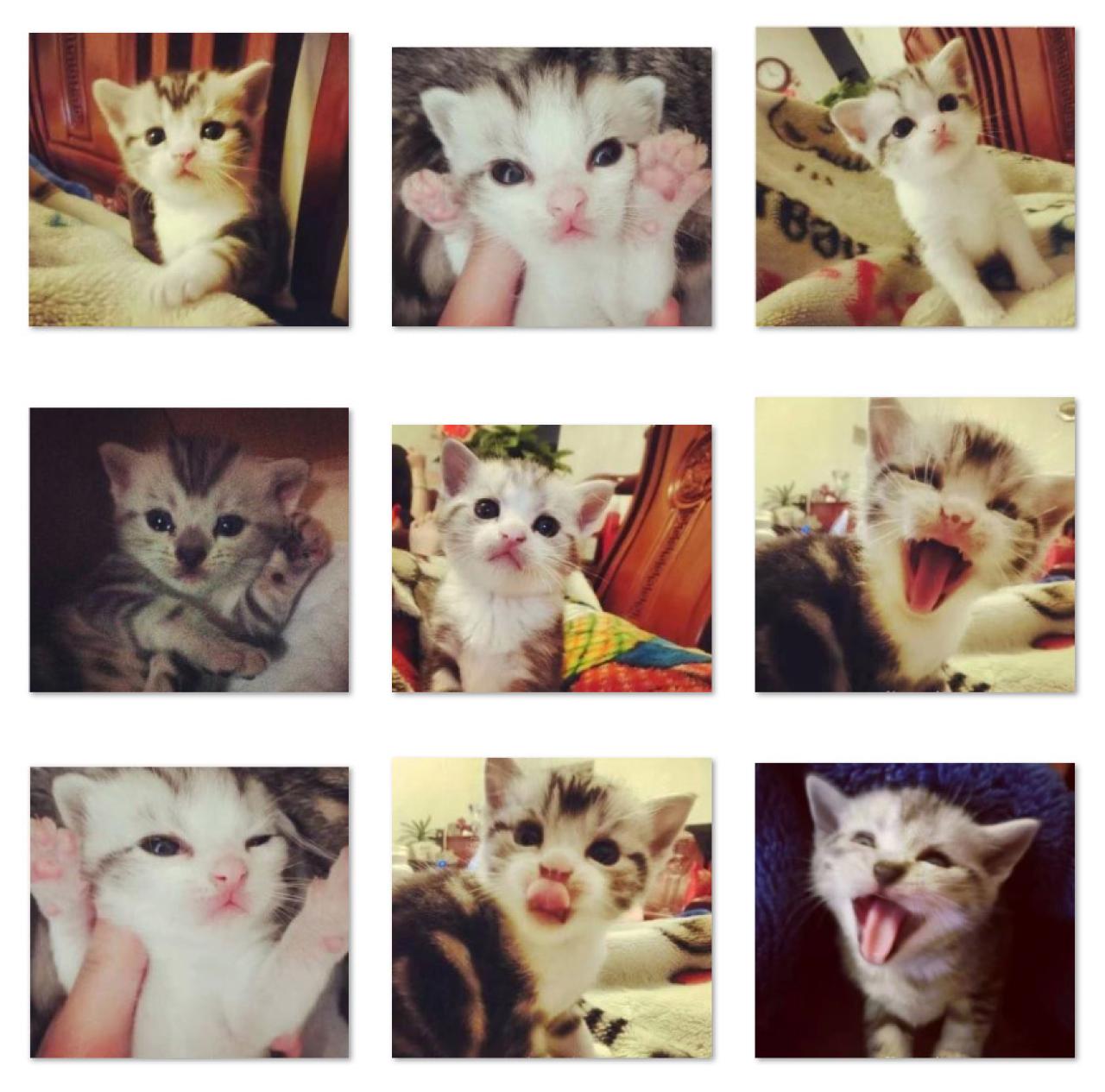 猫咪宝宝萌头像 预览图