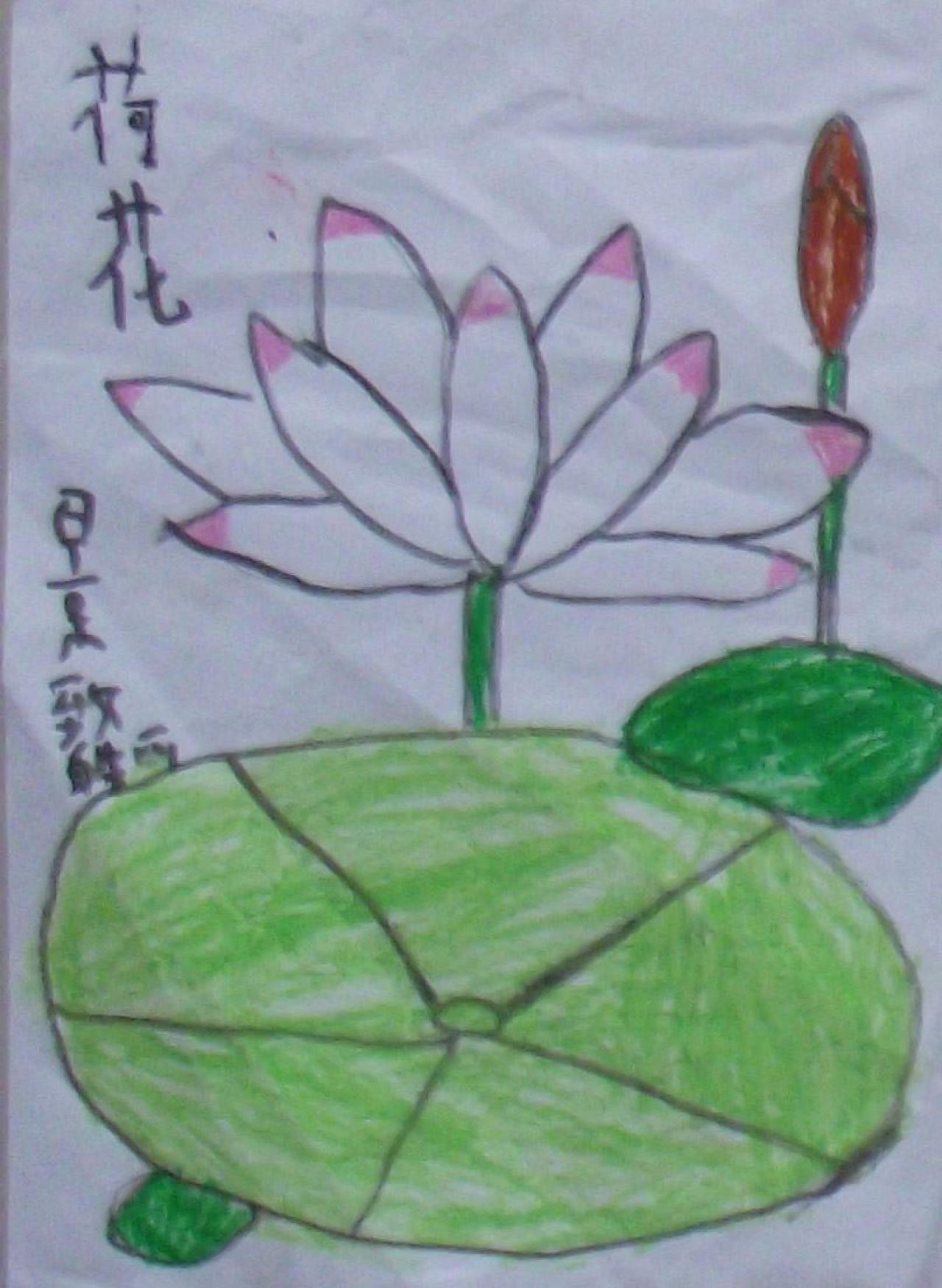 荷花 景致皓画