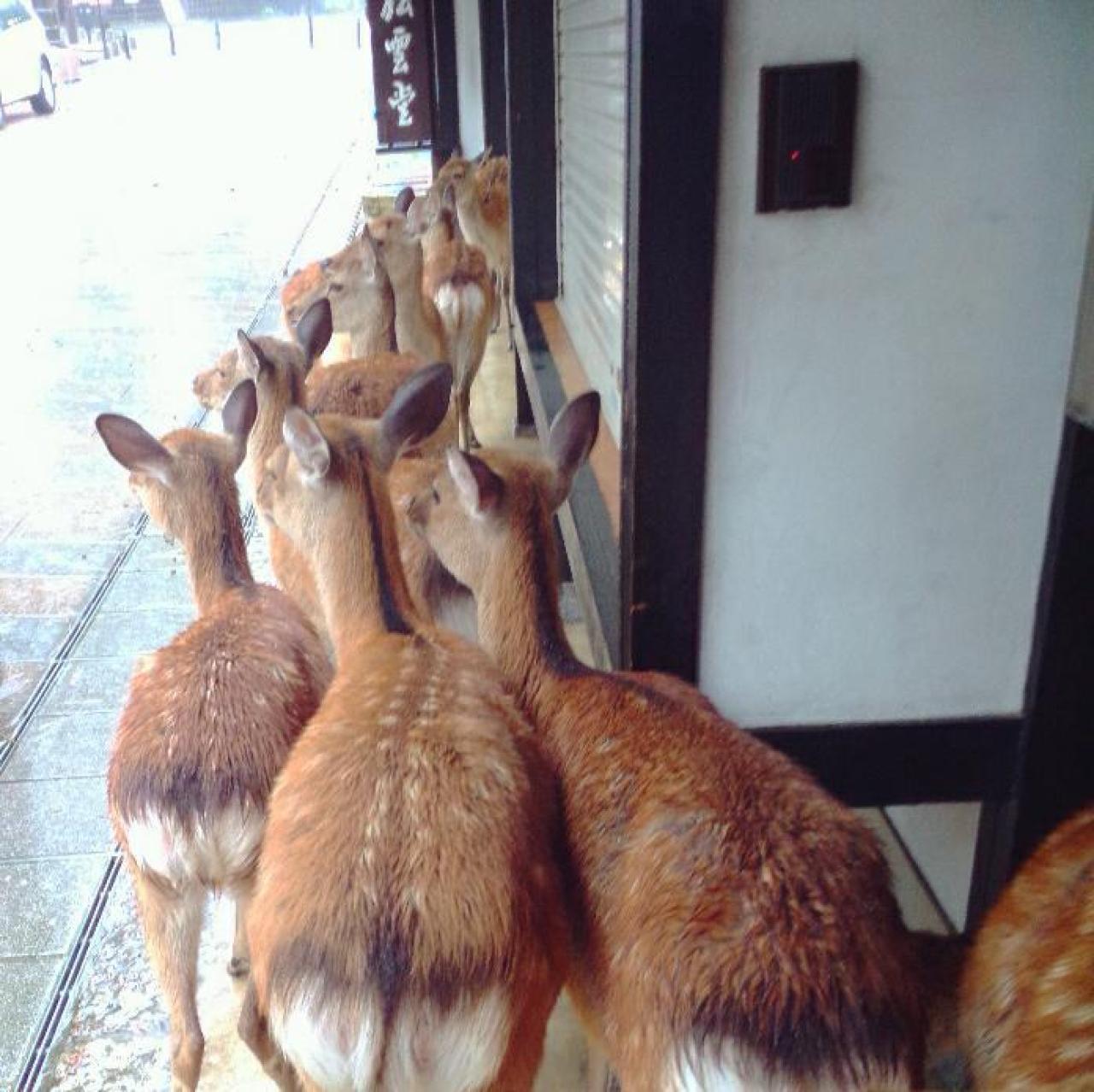 正在屋檐底下躲雨的小鹿