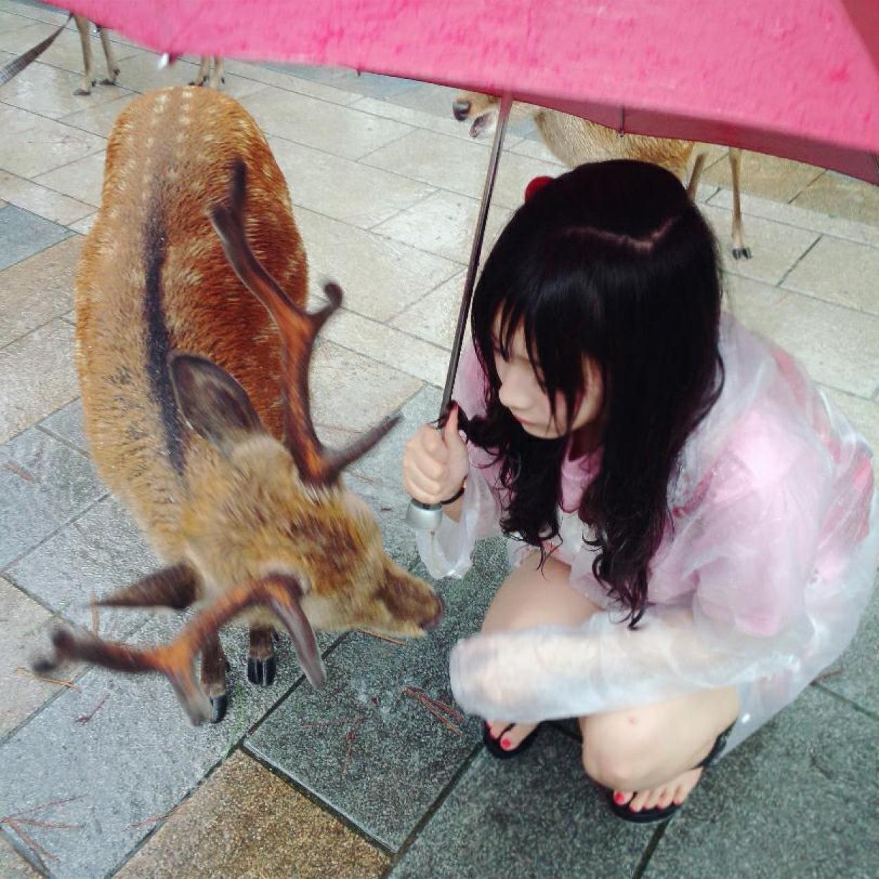 小鹿转过头来，嗅嗅煎饺好好吃啊OvQ