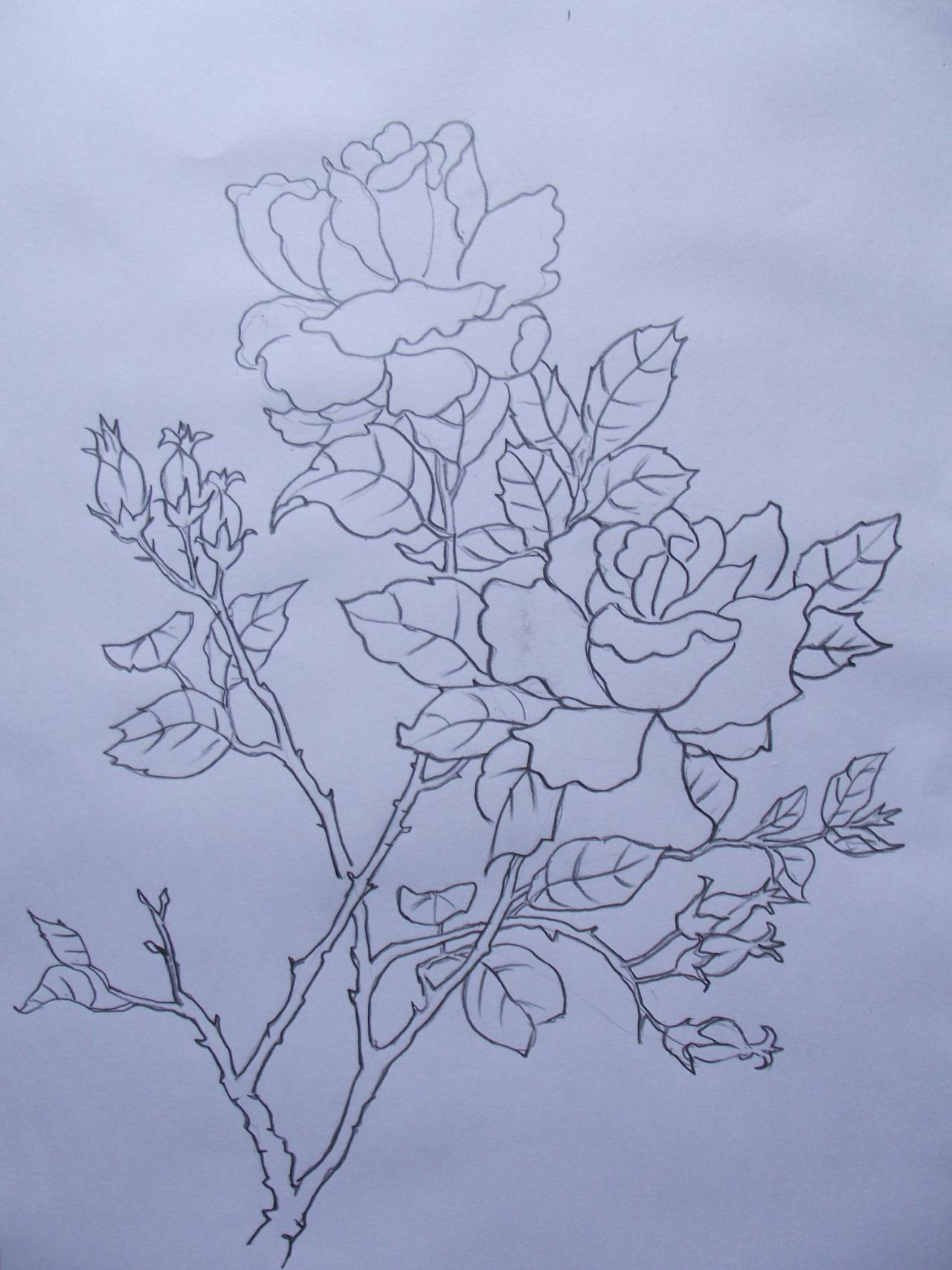 第一步，月季花速写