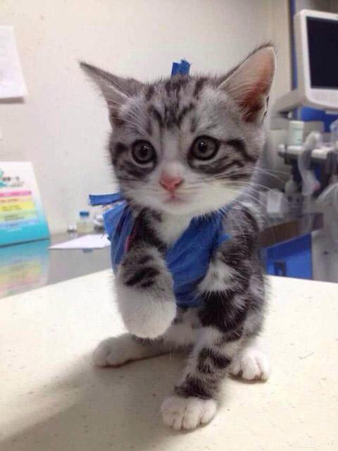 站累了，趴一会儿吧