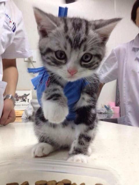 短耳猫前肢的右爪爪骨折，爪子上缠着蓝色的绷带。有点小惊恐伤心的萌样。