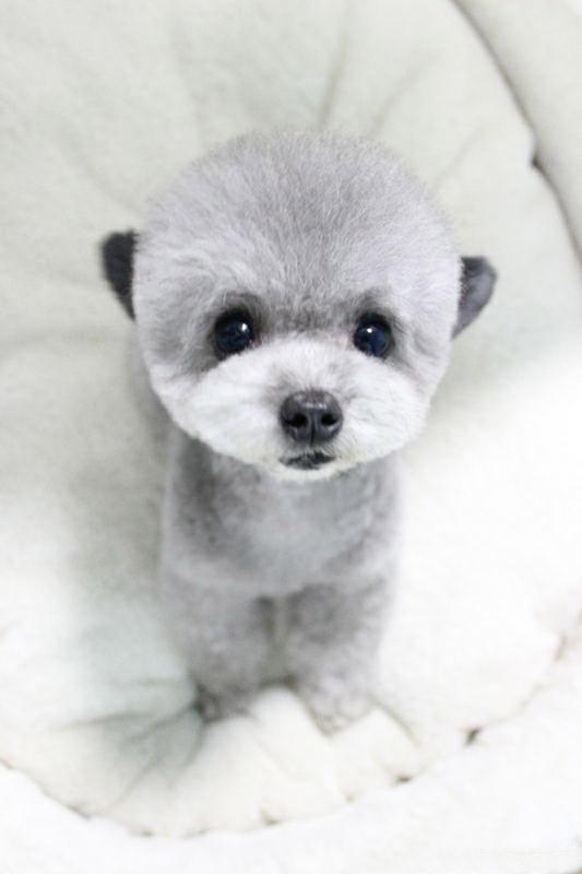 贵宾犬兔子脸部特写