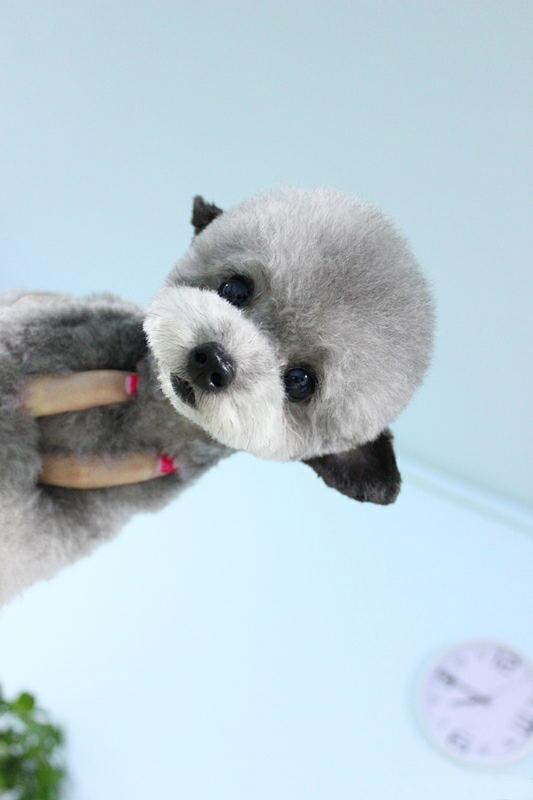 一只手抓起贵宾犬兔子