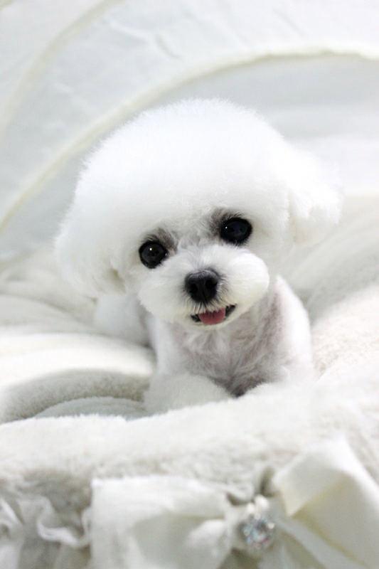 贵宾犬珊珊扒在毛巾上歪着脑袋看镜头