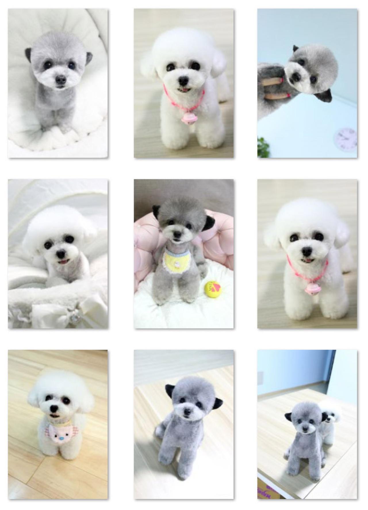 灰色和白色两只超萌贵宾犬手机壁纸 预览图