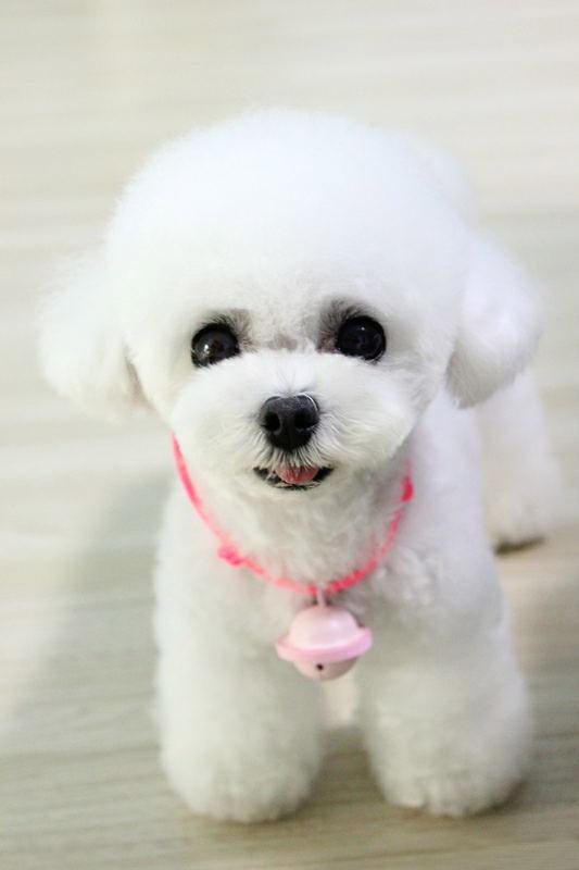 贵宾犬珊珊挂着铃铛的脸部特写