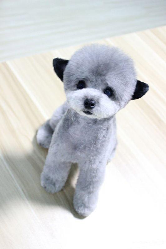 贵宾犬兔子圆嘟嘟的脑袋和迷离的神情